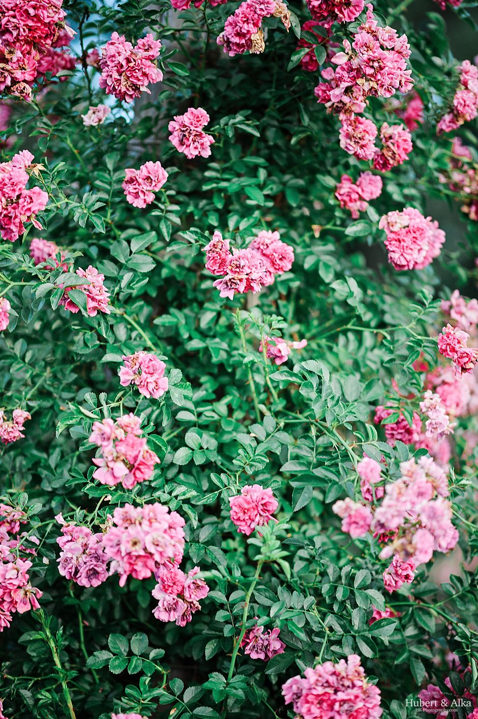 elizabeth rose park engagement session in west hartford _ ct wedding photographer