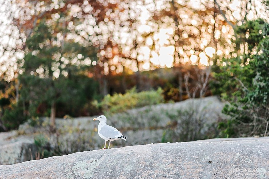 New England Fall Engagement | niantic ct