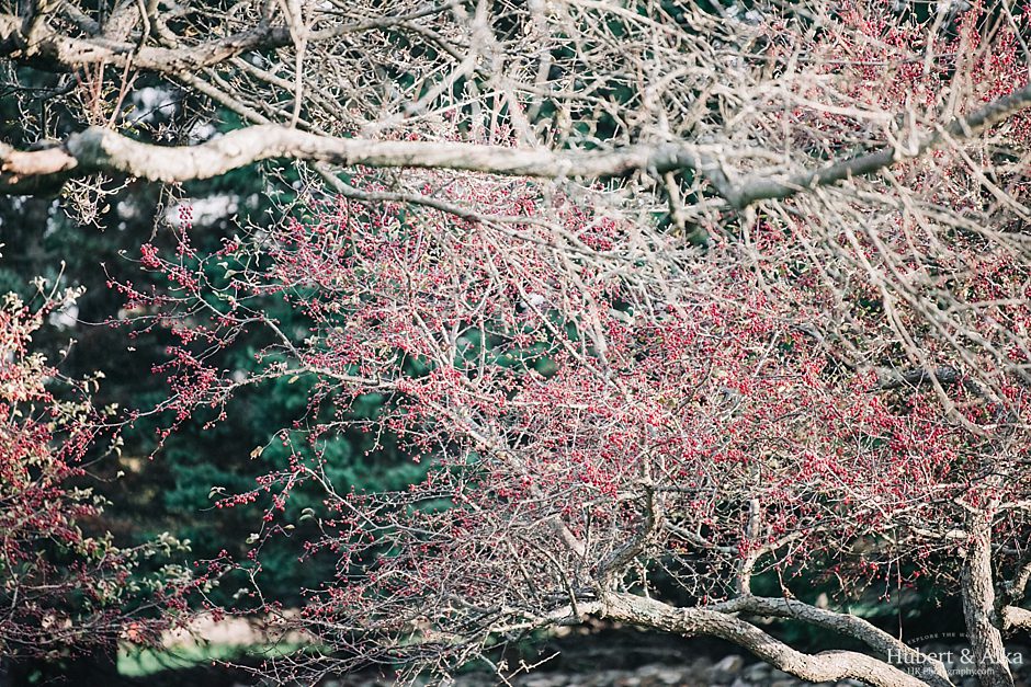 A Topsmead State Forest Autumn Engagement Session | Engagement Photo Ideas in Connecticut